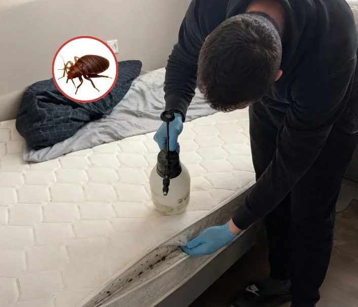 Technicien traitant un matelas contre les punaises de lit à Saint-Loup-de-Naud